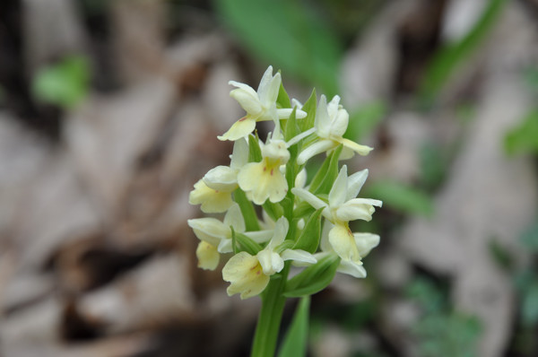 Dactylorhiza insularis / Dactiloriza delle isole